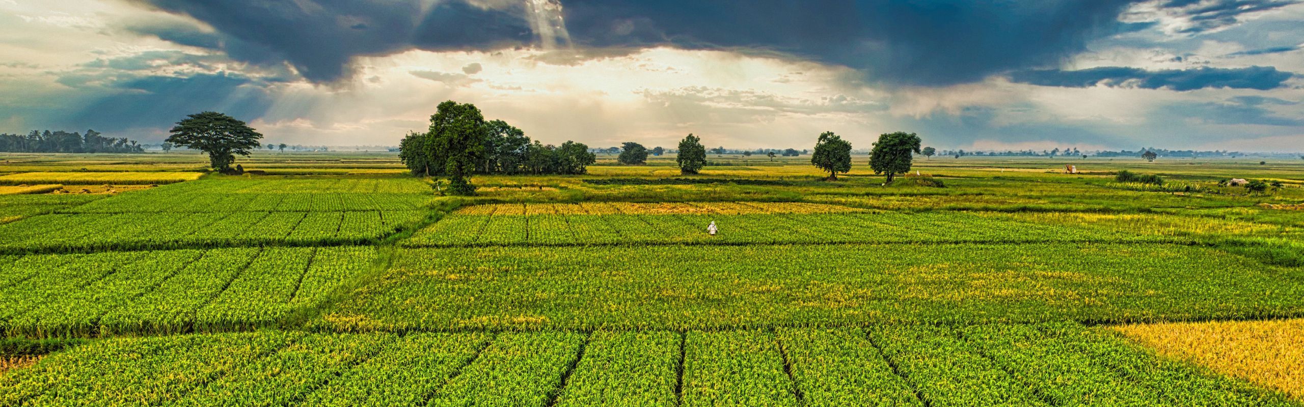 PigX Swine Extension Podcast: The Potential Effect on Agricultural Visas from the Upcoming Election