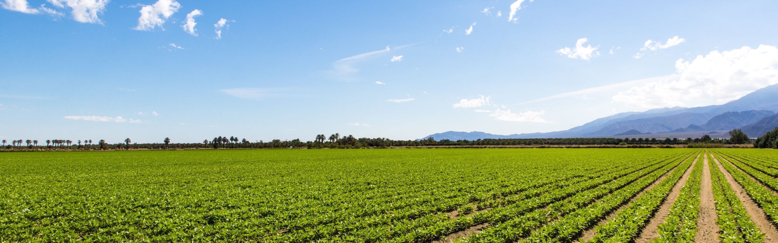 AgCareers: Bridging Fields: How Policy Changes Open Doors to Hire International Workers in STEM Fields and Cultivate the Future of Agriculture