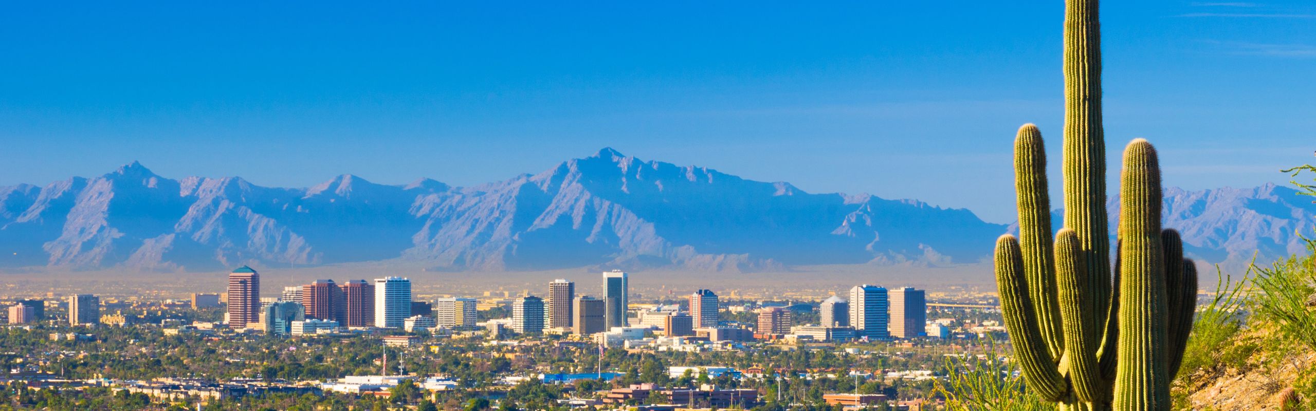 Cactus in desert overlooking Phoenix Arizona