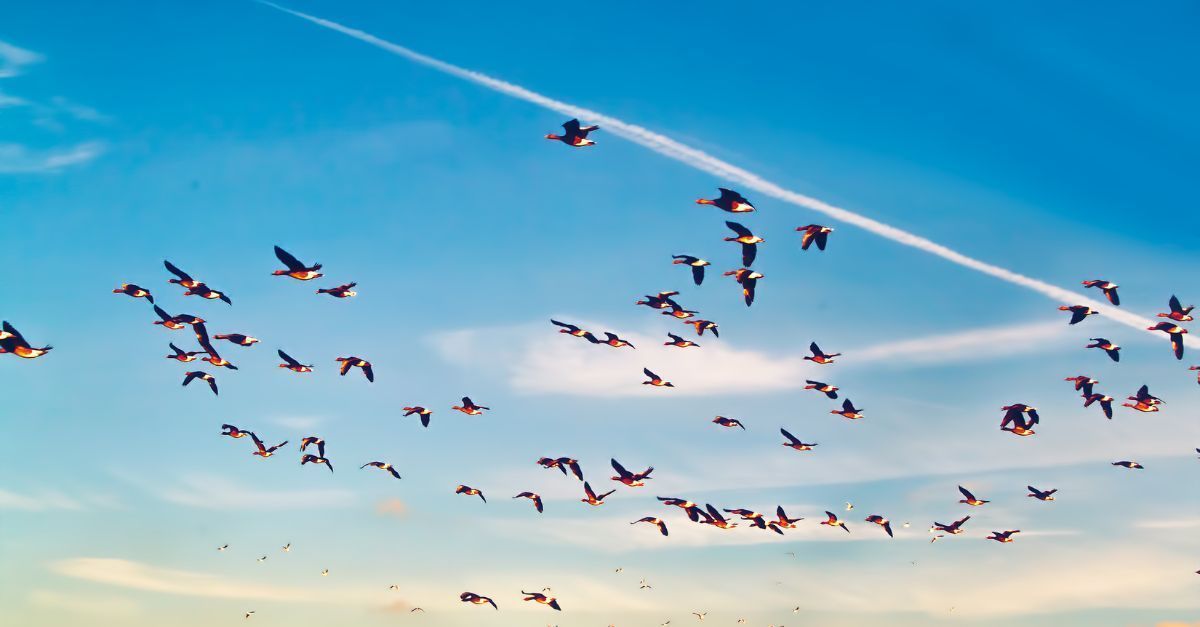 Migration