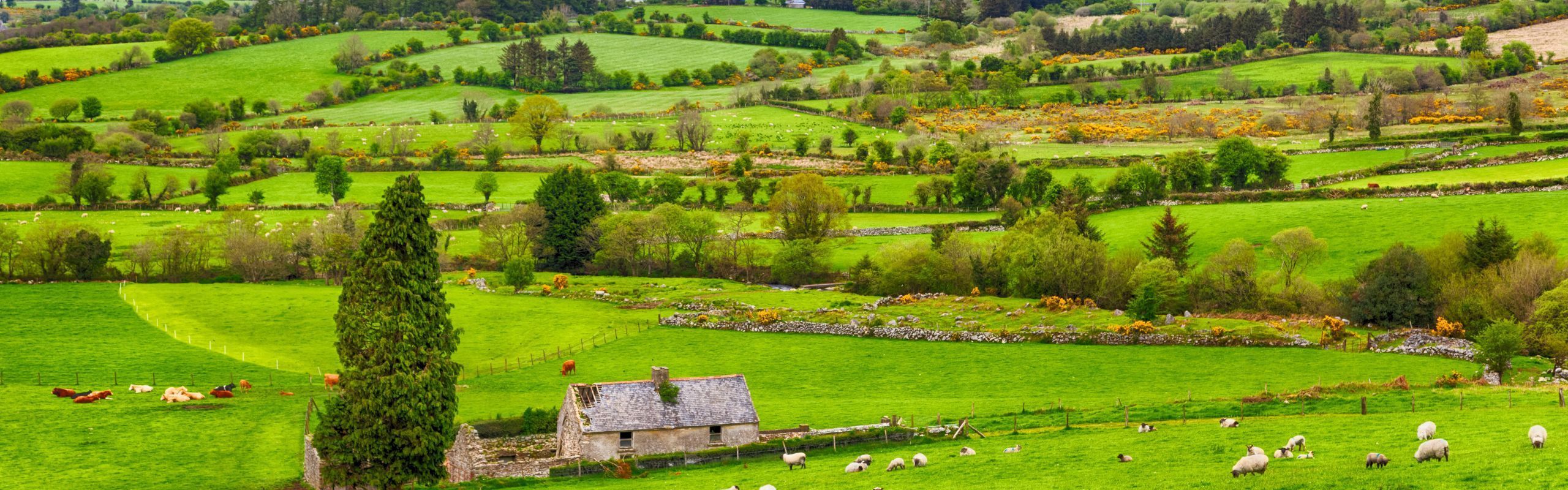 Understanding the Road to Irish Citizenship: Benefits, Complexities and Navigating Naturalisation