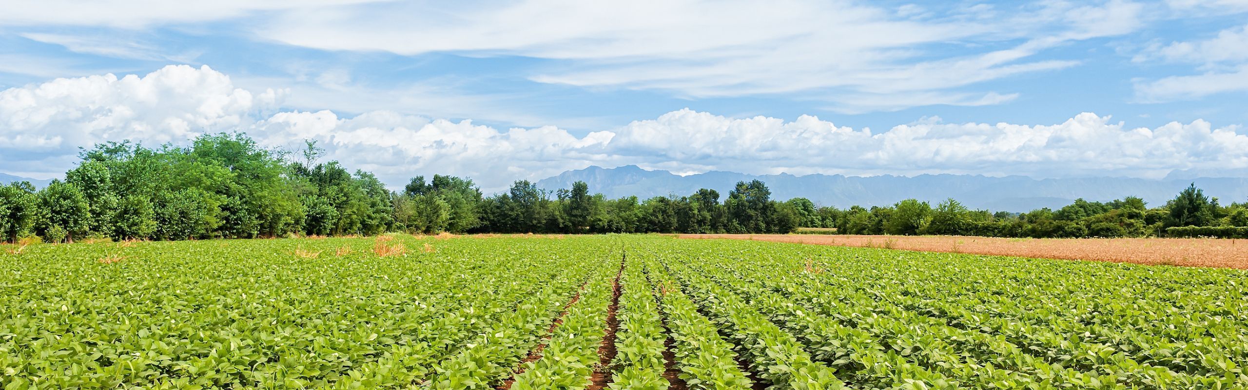 Global Mobility: DOL Flags Immigration Crackdown as Risk to Food Supply